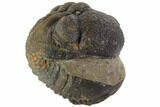 Bumpy Enrolled Morocops (Phacops) Trilobite #86420-1